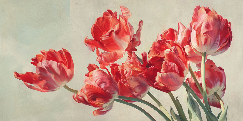Crimson Parrot Tulips